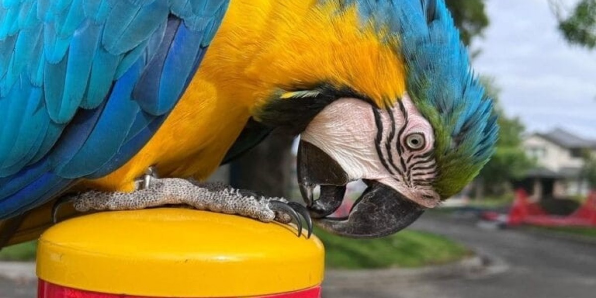 The Cost and Considerations of Owning a Hyacinth Macaw