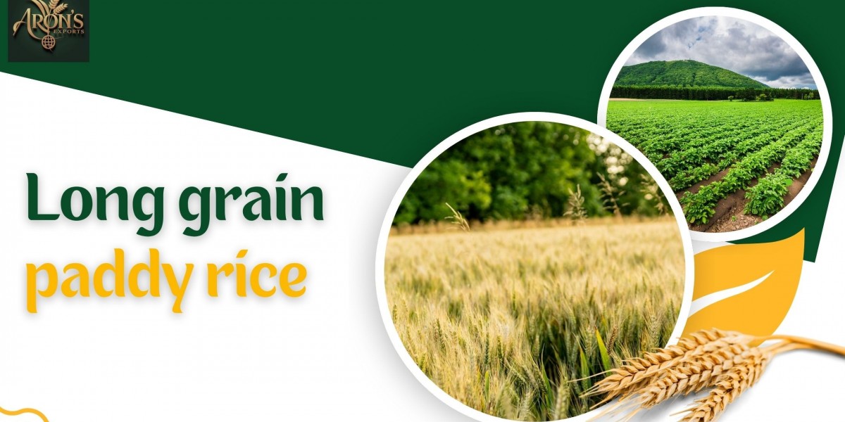 5 Key Differences Between Long Grain and Short Grain Paddy Rice