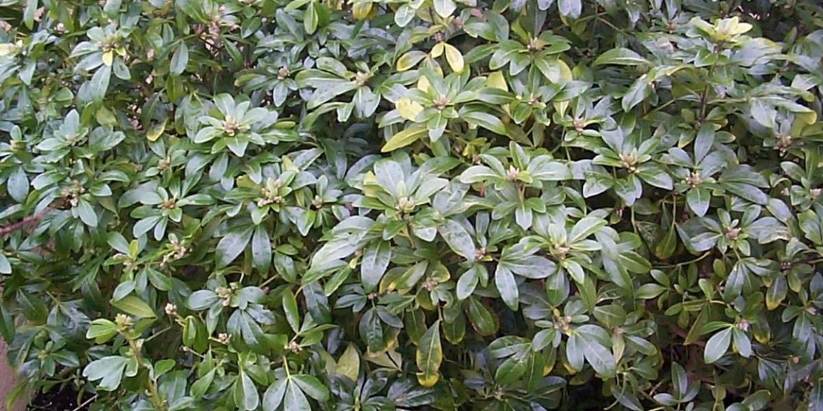 Top List of Australian Casinos Expert Picks for 2025