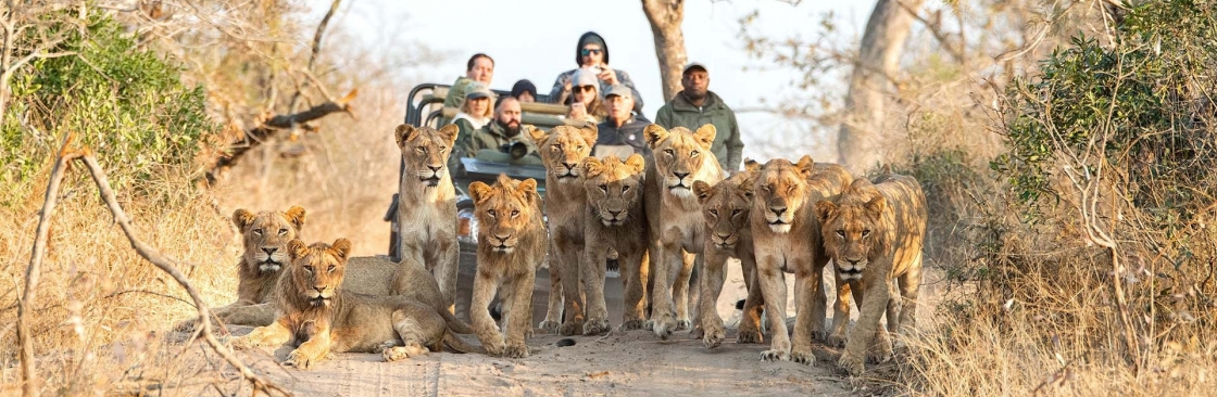 Cheetah Safaris Cover Image